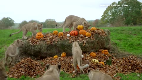 Animals feast on Halloween treats at a British zoo