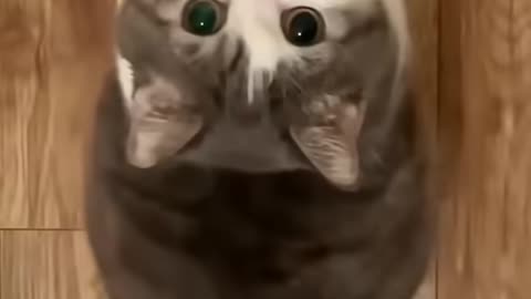 🌟 Welcome to the world of the cutest cats! 🐾 Part 27