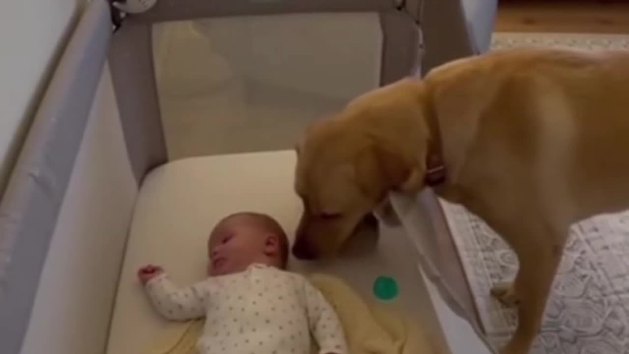 Golden Retriever labrador brings his puppy to the child so they can sleep together