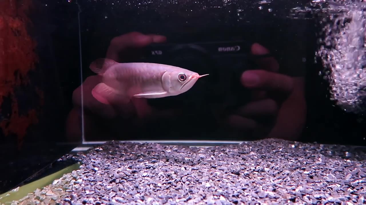 【龍爵士】26公分 特 印尼紅