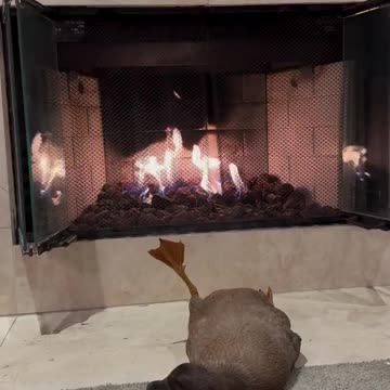 A duck warms its paws near the fireplace.