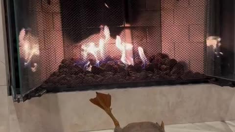A duck warms its paws near the fireplace.