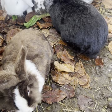 Bunny Running Around – Zoomies Galore