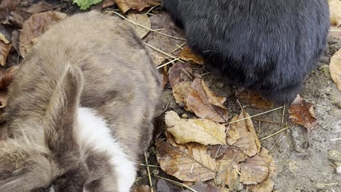 Bunny Running Around – Zoomies Galore