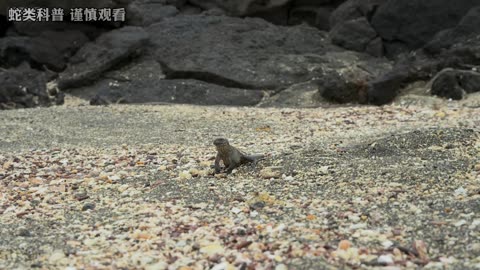 十面埋伏的沙滩危险重重，海鬣蜥绝处逢生 #海鬣蜥 #螃蟹 #神奇的大自然