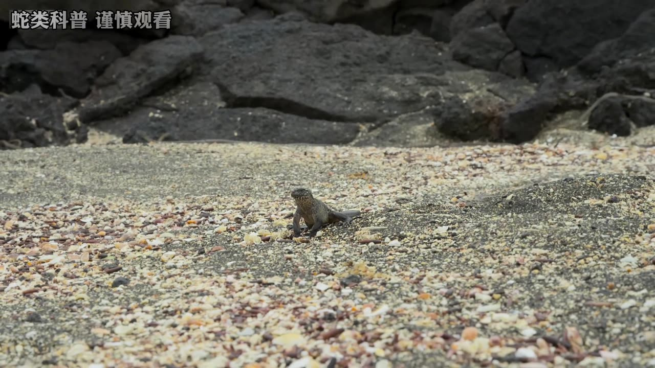 十面埋伏的沙滩危险重重,海鬣蜥绝处逢生 #海鬣蜥 #螃蟹 #神奇的大自然