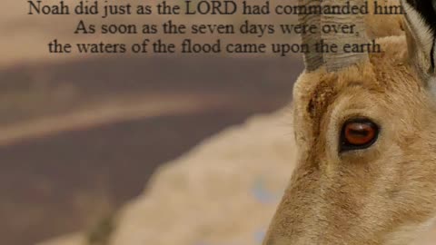 A reading from the book of Genesis, 6:5-8; 7:1-5, 10