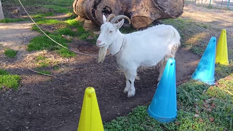 大晦日前の山羊さんの動画