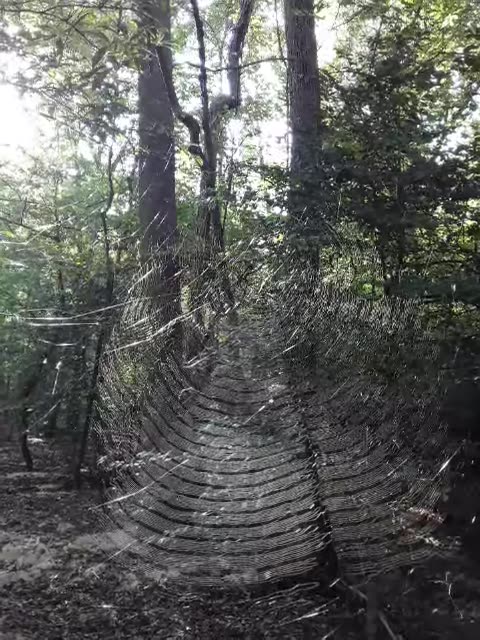 Intricate Web
