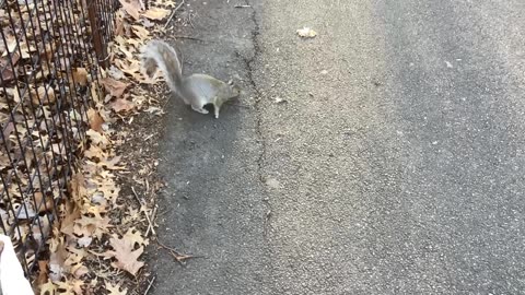 Squirrel