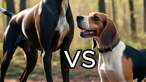 Rottweiler Puppy vs Pitbull puppy