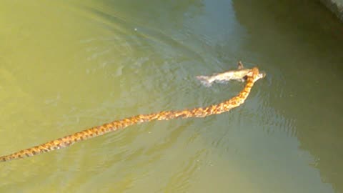 River Snake with a Catfish