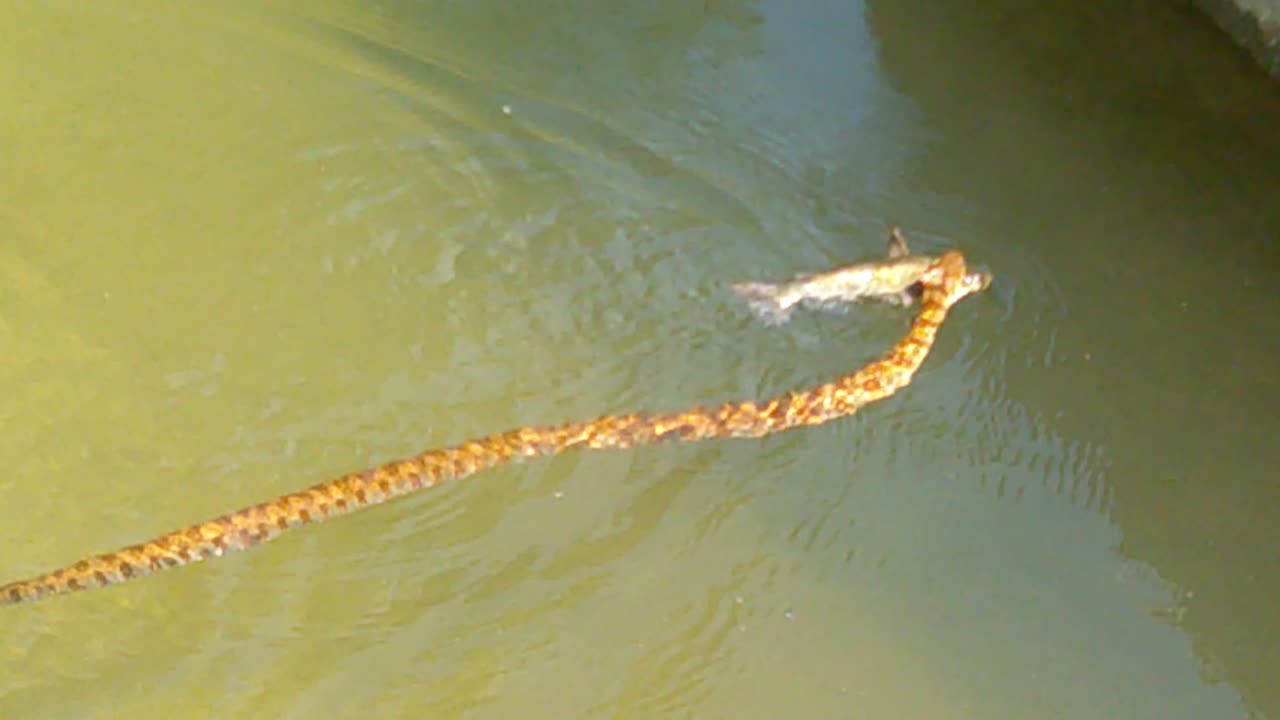 River Snake with a Catfish
