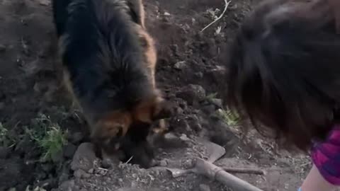 Dog's Comedy Videos 🤣 so cute videos 😍 funny videos in puppies comedy scenes 🤣