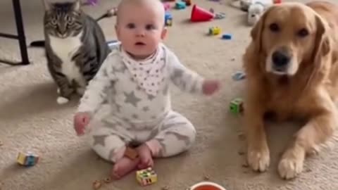 puppadog Videos