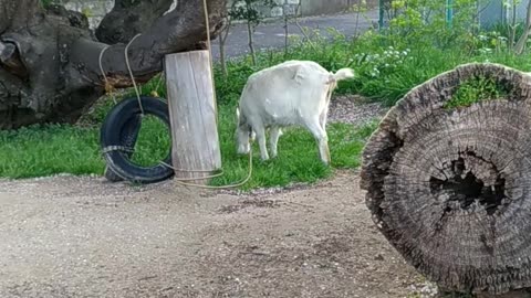 かわいい山羊さんの芽衣ちゃんの映像