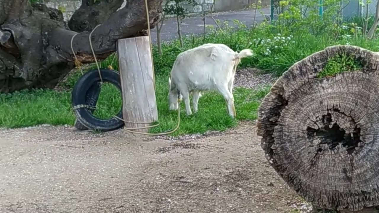 かわいい山羊さんの芽衣ちゃんの映像
