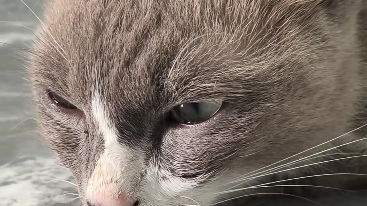 แมวน้อยขี้อ้อน