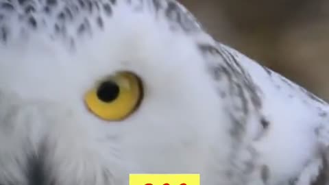 Owls Birds Animals Videos For Kids