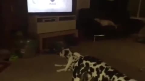 “Try Not To Laugh Challenge 🤣 Funny Dogs & Cats Compilation”