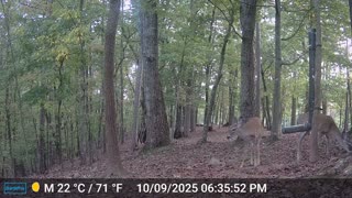 The Woods – 10/10/2025