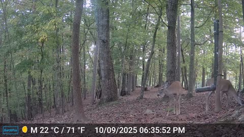 The Woods – 10/10/2025