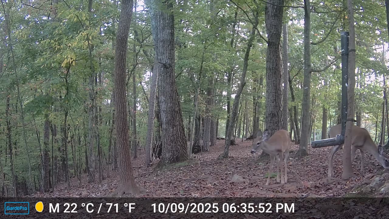 The Woods – 10/10/2025