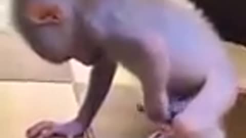 Baby Monkey