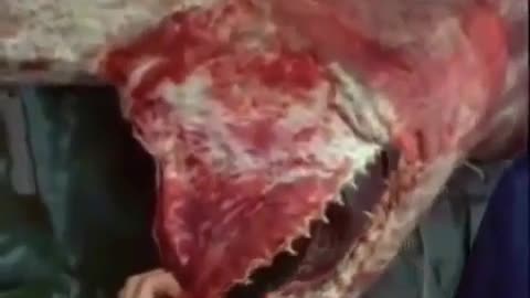 😱🦈 Goblin Shark and Its Massive Protrusible Jaws! Nightmare Fish? | TheHauntingHour