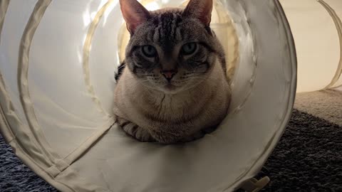 Cozy Tunnel Quest: The Cutest Cat You’ll See Today