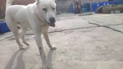 A white Central Asian Shepherd dog