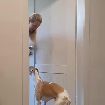Best funny videos prank by Tanya, Senya and Misha - funny dogs #shorts