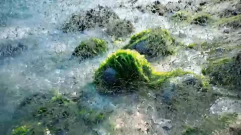 Seaweed based coastal protection