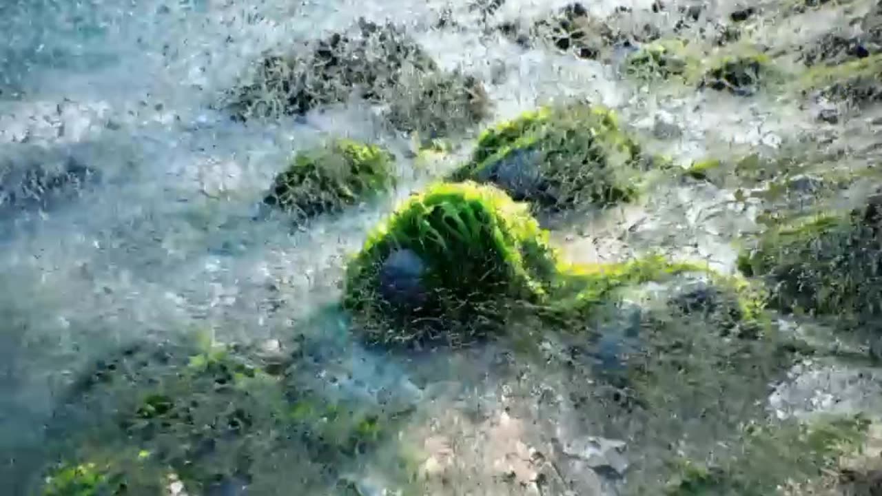 Seaweed based coastal protection