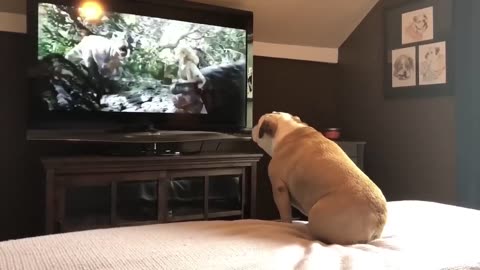 Bulldog 🐕 has incredible reaction to actress