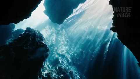 A Journey Through the World's Oceans