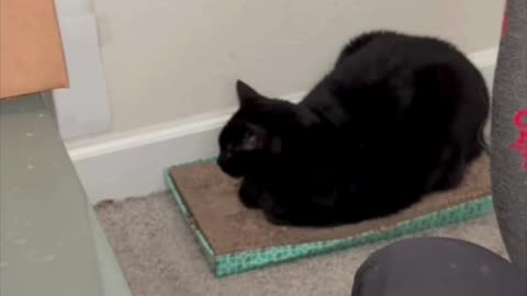 Cute Precious Piper is a Souffle - My Adopted Shelter Cat Vlog. #shorts