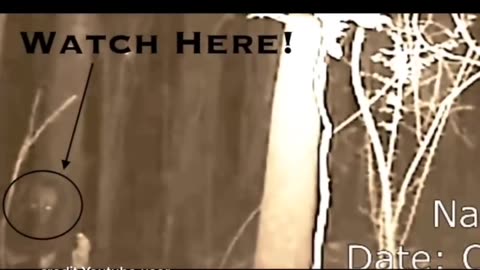 😨👻 Spooky Humanoid Creature Activates Motion Camera in Australia! | TheHauntingHour