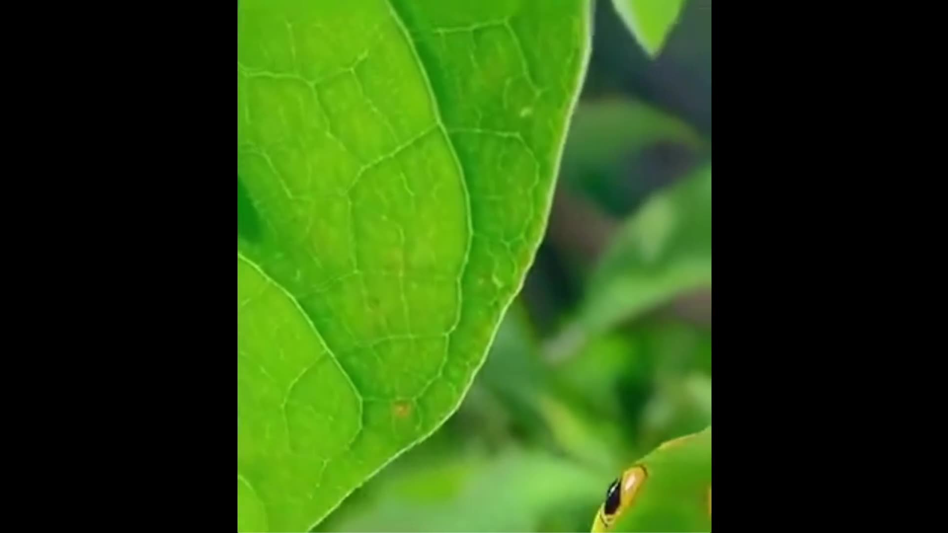 Had no idea they could do this - Natures most fascinating defence: mimicry
