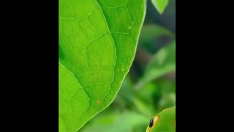 Had no idea they could do this - Nature's most fascinating defence: mimicry