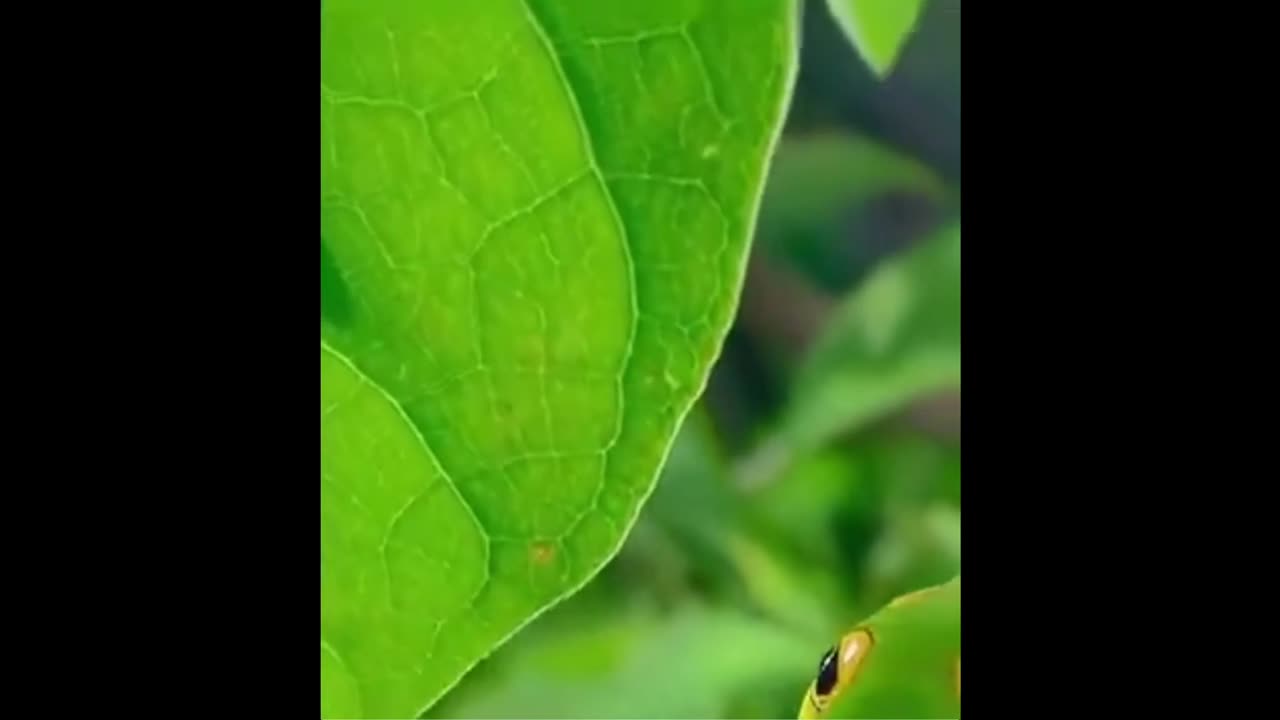Had no idea they could do this - Nature's most fascinating defence: mimicry