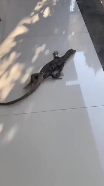 Snow tires with traction control systems 🤣