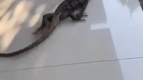 Snow tires with traction control systems 🤣