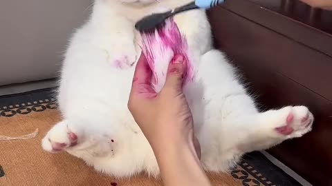 😻 Nhuộm Màu Lông Hồng Cho Mèo Phấn - Mèo Ú Ớ - ClickHive