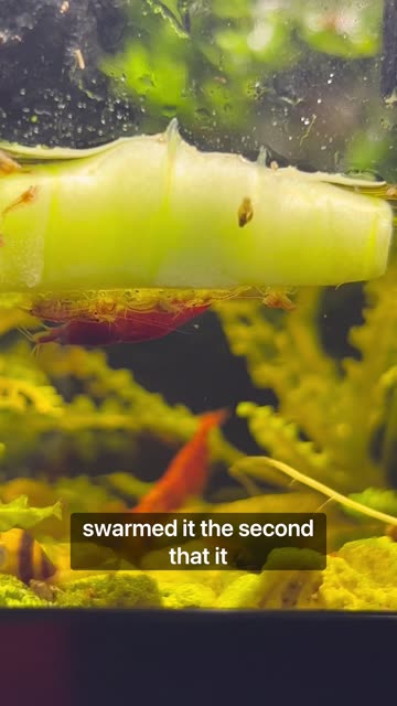 Cucumber In My Paludarium