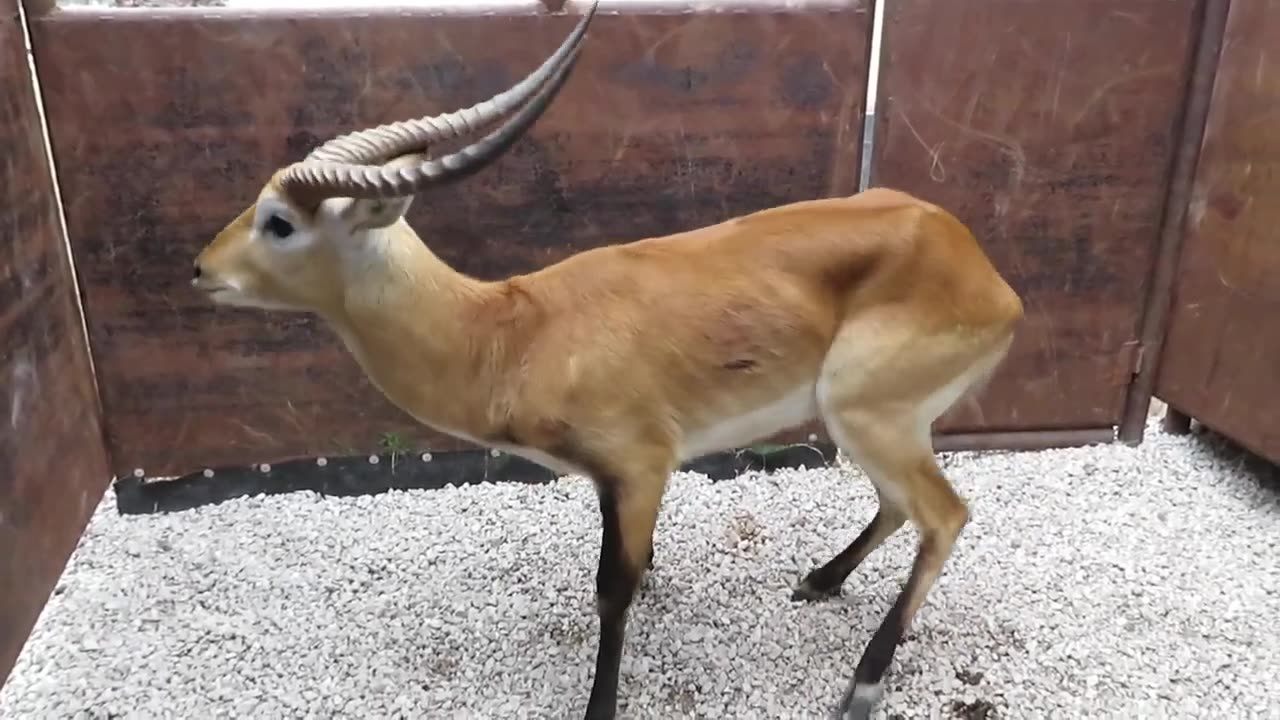 Weak Deer