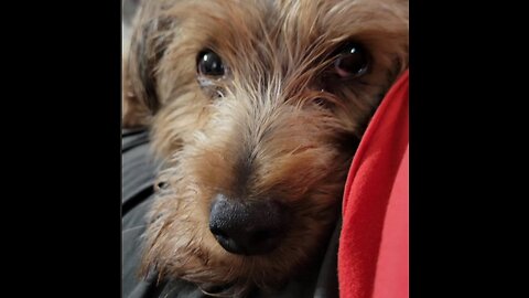 Where's Batman? Where did Batman go? #funnydogs #yorkies