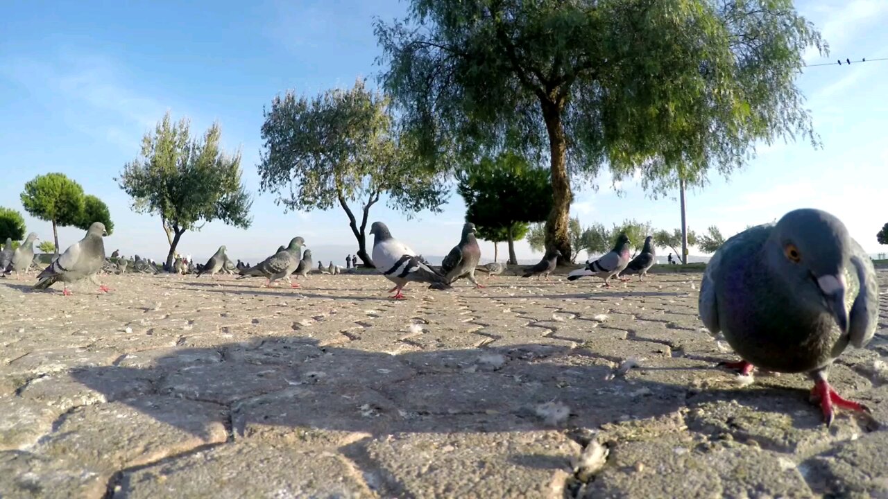 Beautiful pigeon