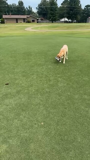 Dog’s Athletic Skills & Ability To Read The Greens Is Amazing!⛳️🏀🐕