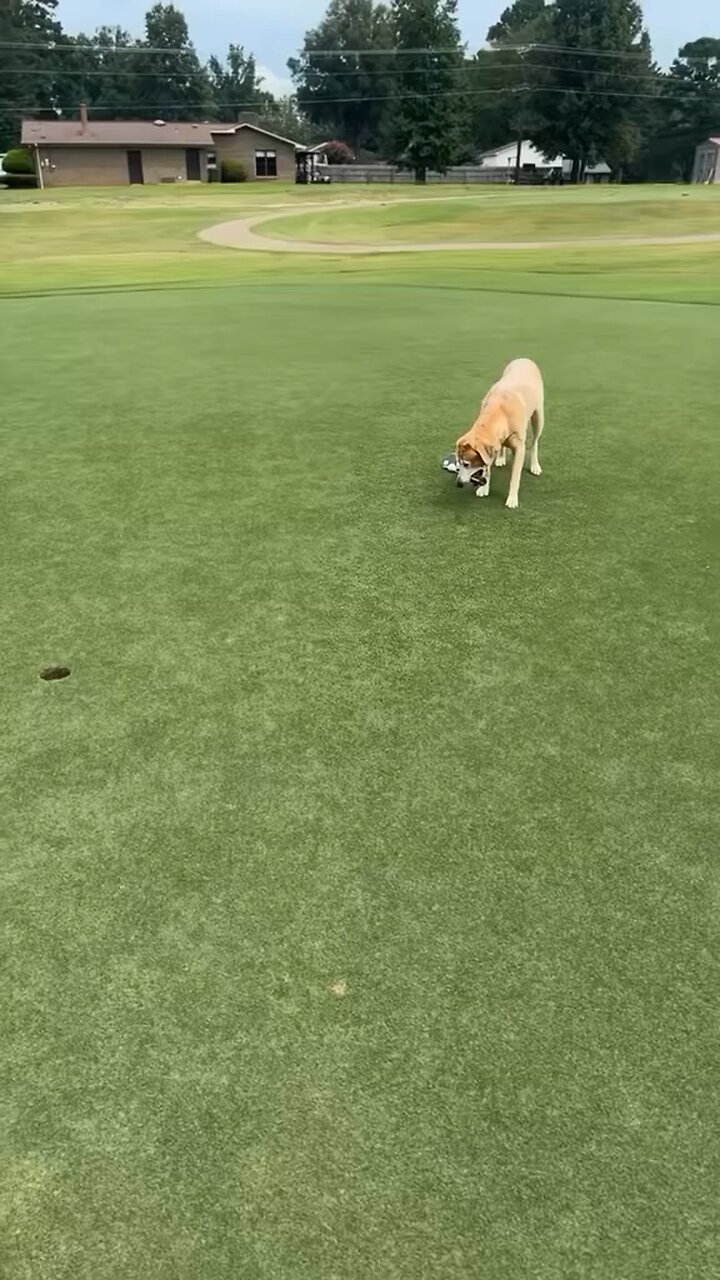 Dog’s Athletic Skills & Ability To Read The Greens Is Amazing!⛳️🏀🐕